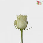 Rose Premium - White Avalanche (19-20 stems)-White-India-prflorist.com.my