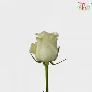 Rose Premium - White Avalanche (19-20 stems)-White-India-prflorist.com.my