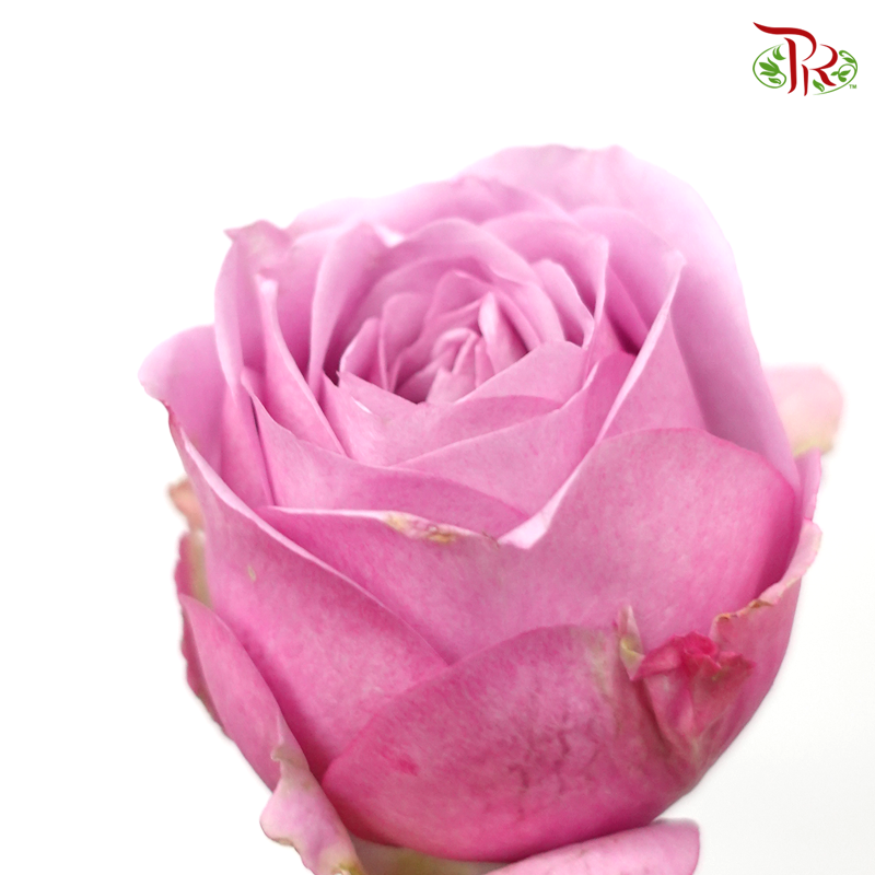 Rose - Purple (10 Stems)-Purple-Malaysia-prflorist.com.my