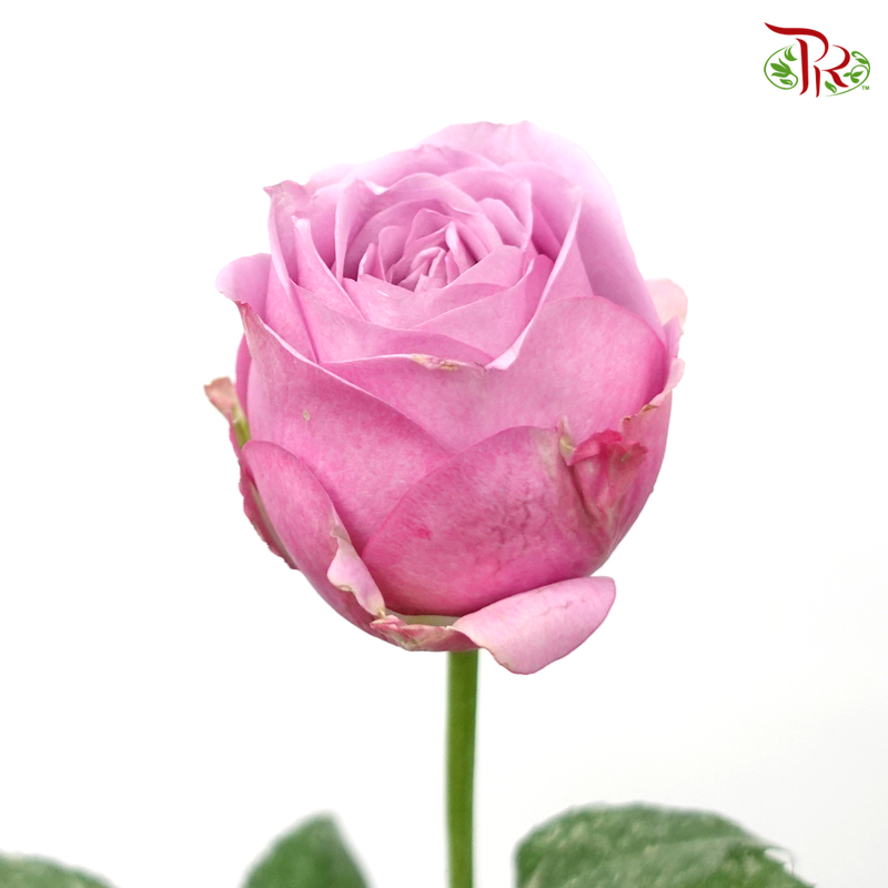 Rose - Purple (10 Stems)-Purple-Malaysia-prflorist.com.my