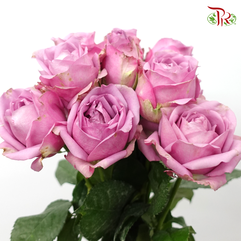 Rose - Purple (10 Stems)-Purple-Malaysia-prflorist.com.my