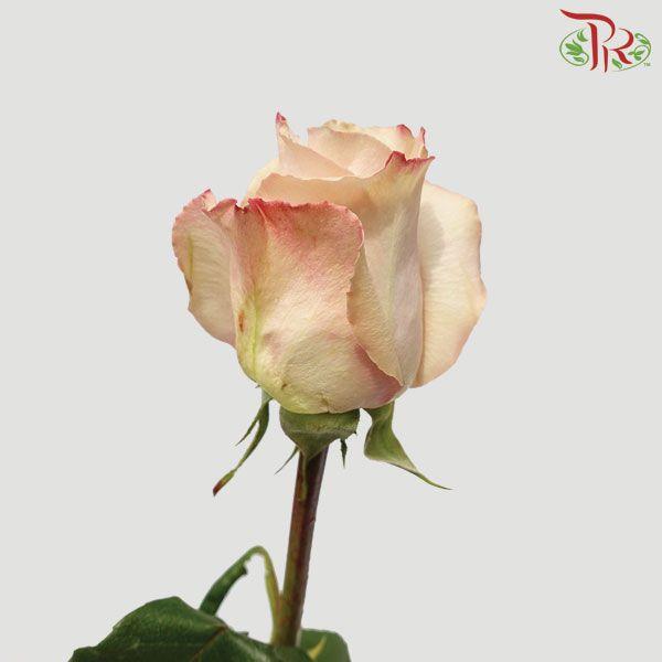 Rose - Quicksand (10 Stems)-Brown-China-prflorist.com.my