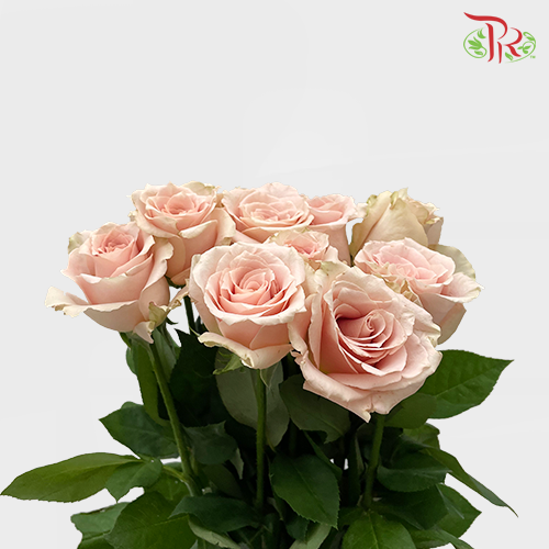 Rose - Quicksand (10 Stems)-Brown-China-prflorist.com.my