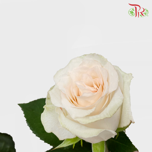 Rose - Rabbit (10 Stems)-Cream-China-prflorist.com.my