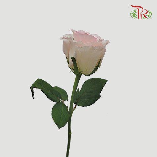 Rose - Rabbit (10 Stems)-Cream-China-prflorist.com.my