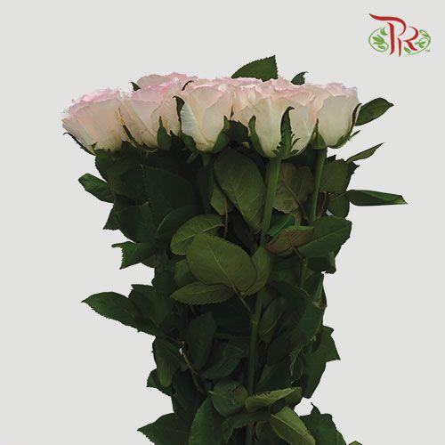Rose - Rabbit (10 Stems)-Cream-China-prflorist.com.my