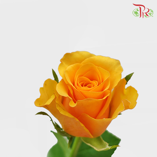 Rose - Refulgence (10 Stems)-Orange-China-prflorist.com.my