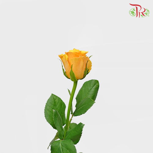 Rose - Refulgence (10 Stems)-Orange-China-prflorist.com.my