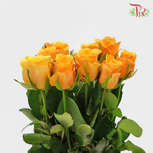 Rose - Refulgence (10 Stems)-Orange-China-prflorist.com.my