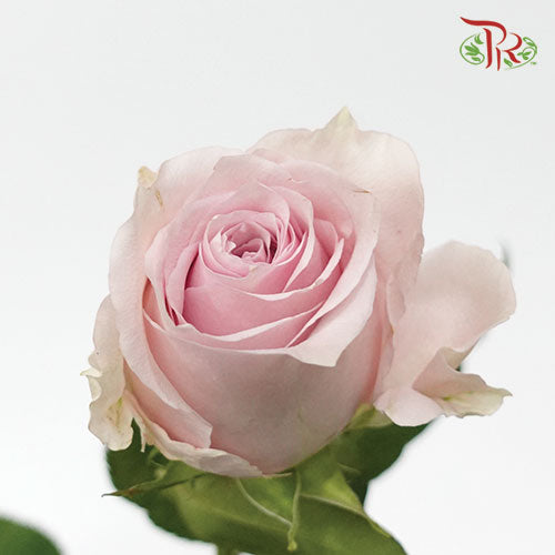 Rose - Remembrance (10 Stems)-Pink-Kenya-prflorist.com.my