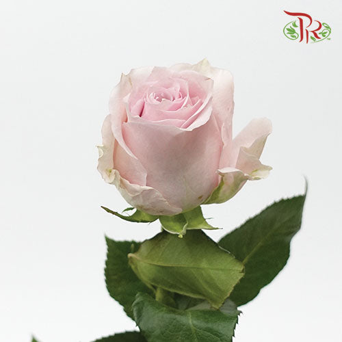 Rose - Remembrance (10 Stems)-Pink-Kenya-prflorist.com.my