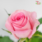 Rose - Revival (10 Stems)-Pink-China-prflorist.com.my