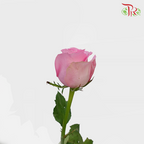 Rose - Revival (10 Stems)-Pink-China-prflorist.com.my