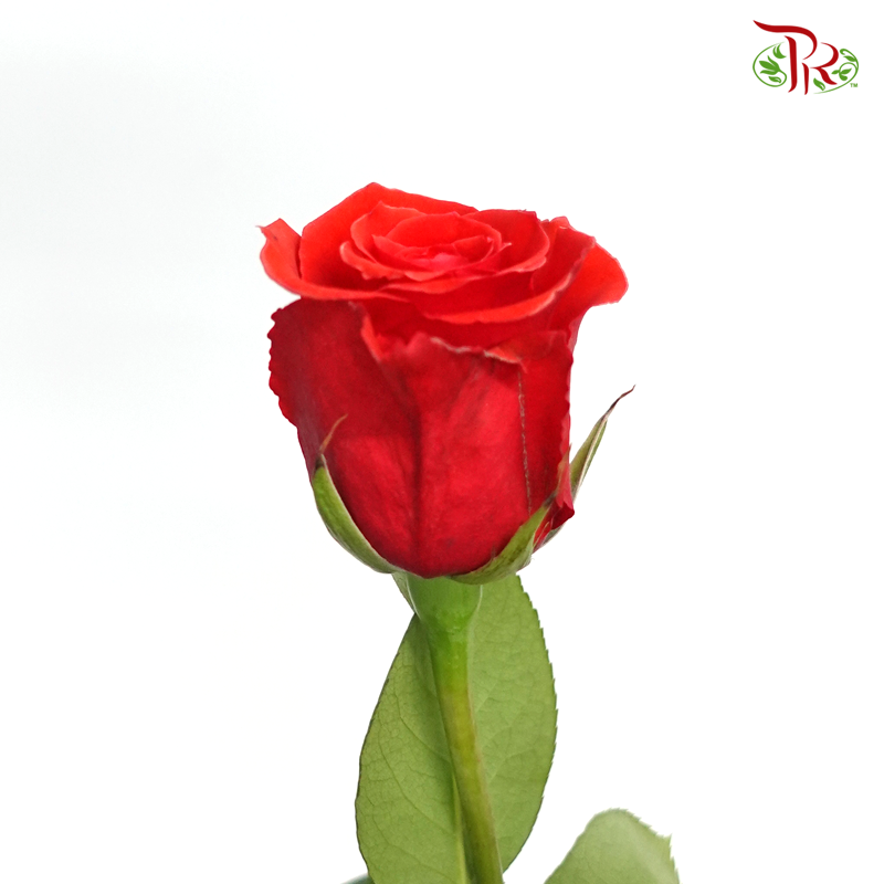 Star Rose Nina (10 Stems) Pudu Ria Florist