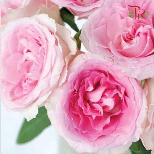 Rose - Roselle (10 Stems)-Pink-China-prflorist.com.my