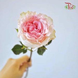 Rose - Roselle (10 Stems)-Pink-China-prflorist.com.my