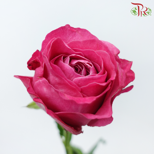 Rose - Sauvignon Blanc (10 Stems)-Sauvignon Blanc-China-prflorist.com.my