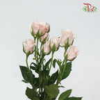 Rose Scented - Pink Majolika (12 Stems)-Pink-Kenya-prflorist.com.my