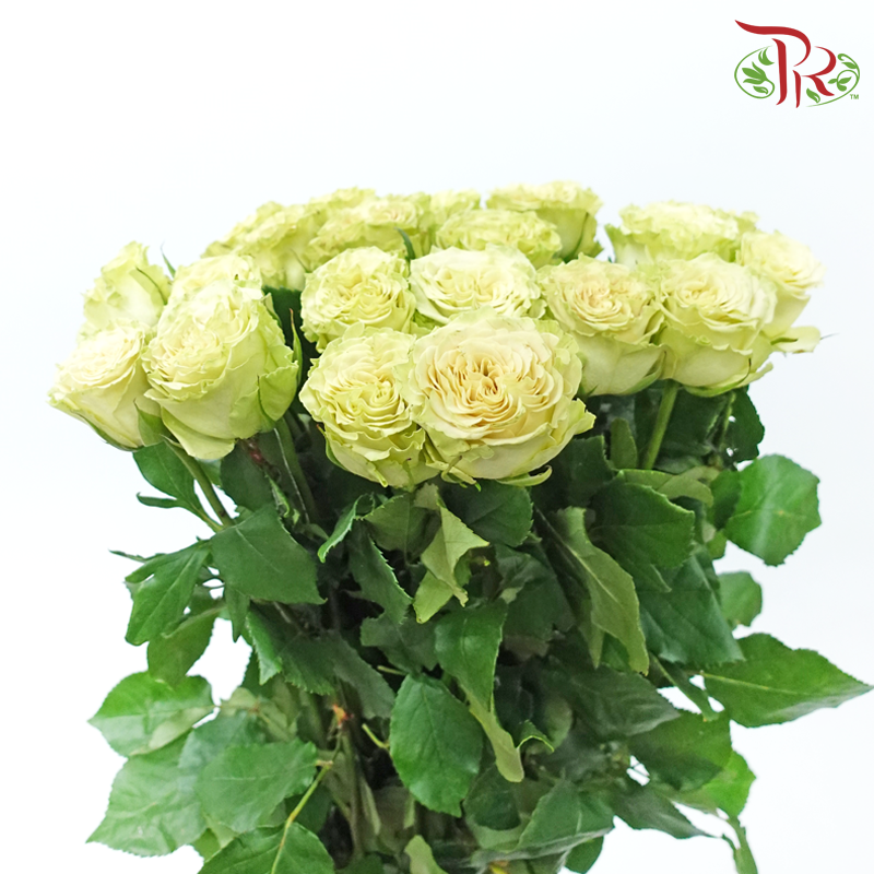 Rose - Shang Guan Wan Er (10 Stems)-Cream / Green-China-prflorist.com.my