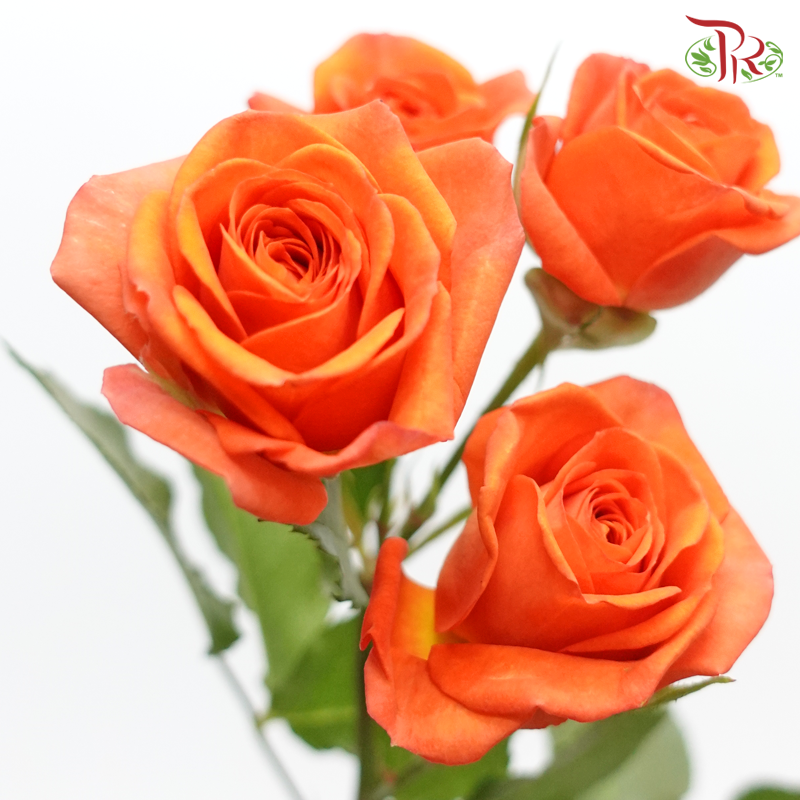 Rose Spray - Babe (10 Stems)-Orange-Kenya-prflorist.com.my