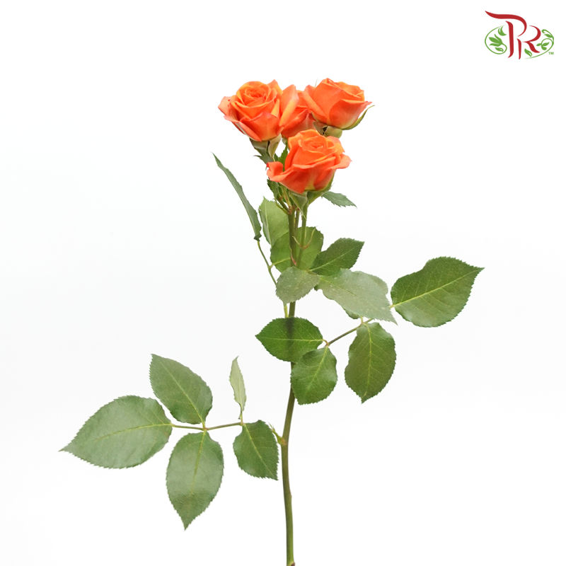 Rose Spray - Babe (10 Stems)-Orange-Kenya-prflorist.com.my