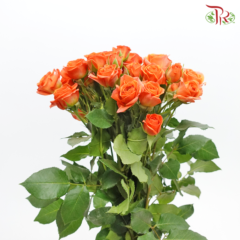 Rose Spray - Babe (10 Stems)-Orange-Kenya-prflorist.com.my