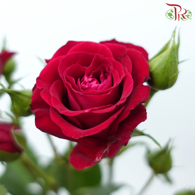 Rose Spray - Blood Red Bubble (Per Bunch)-Purple-China-prflorist.com.my