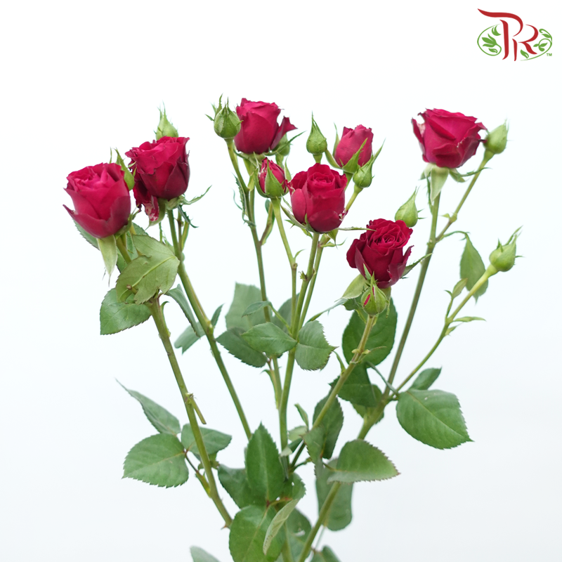 Rose Spray - Blood Red Bubble (Per Bunch)-Purple-China-prflorist.com.my