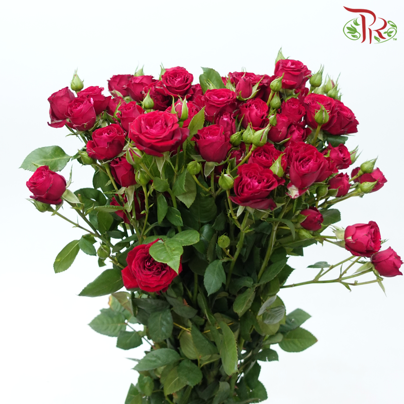 Rose Spray - Blood Red Bubble (Per Bunch)-Purple-China-prflorist.com.my