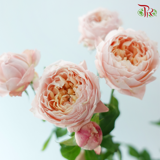 Rose Spray Butterfly - Juliet Tower (10 Stems)-Pink-China-prflorist.com.my