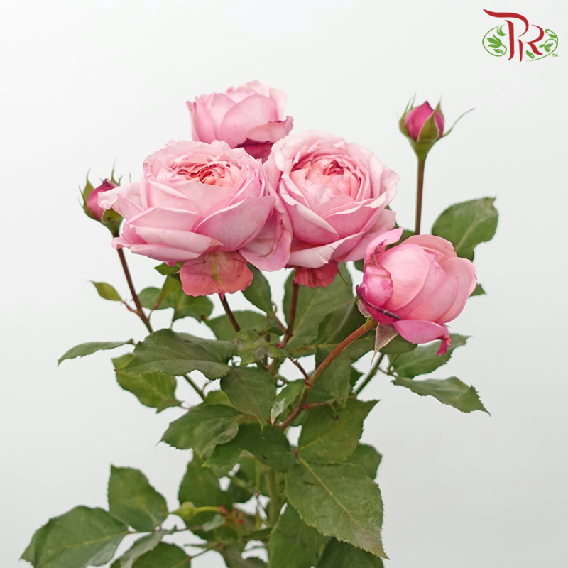 Rose Spray Butterfly - Juliet Tower (Pink) (10 Stems)-Pink-China-prflorist.com.my