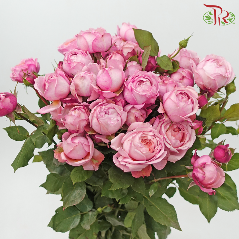 Rose Spray Butterfly - Juliet Tower (Pink) (10 Stems)-Pink-China-prflorist.com.my