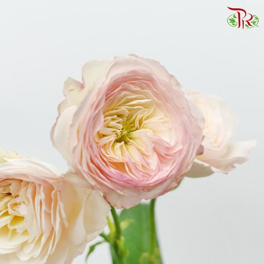 Rose Spray Butterfly - Kayla Blush Pink (10 Stems)-White & Pink-China-prflorist.com.my