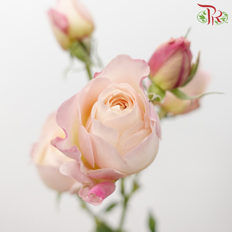 Rose Spray Butterfly - Kayla Light Pink (10 Stems)-Kayla Light Pink-China-prflorist.com.my