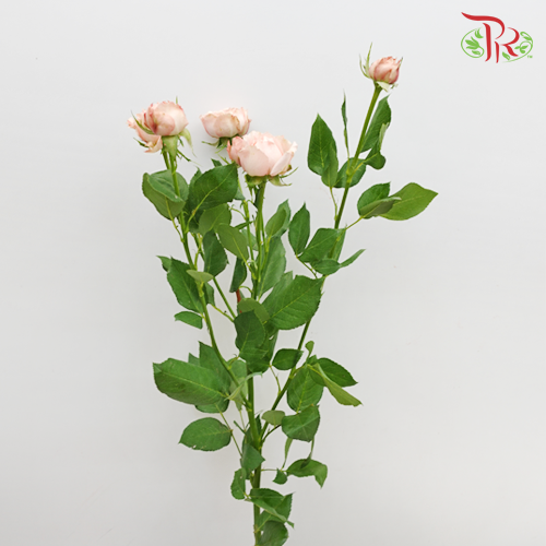 Rose Spray Butterfly - Pink (10 Stems)-Pink-China-prflorist.com.my