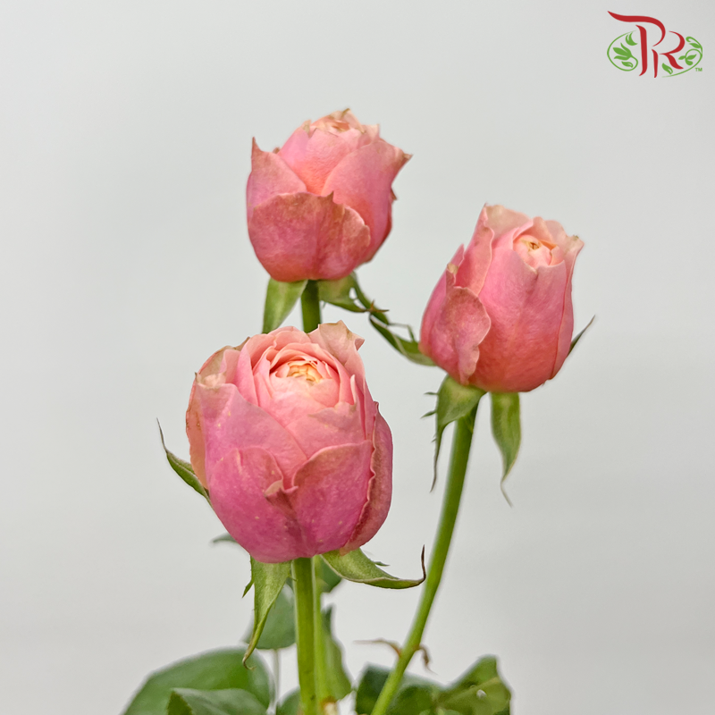 Rose Spray Butterfly - Two Tone Pink & Orange (10 Stems)-Two Tone Pink & Orange-China-prflorist.com.my