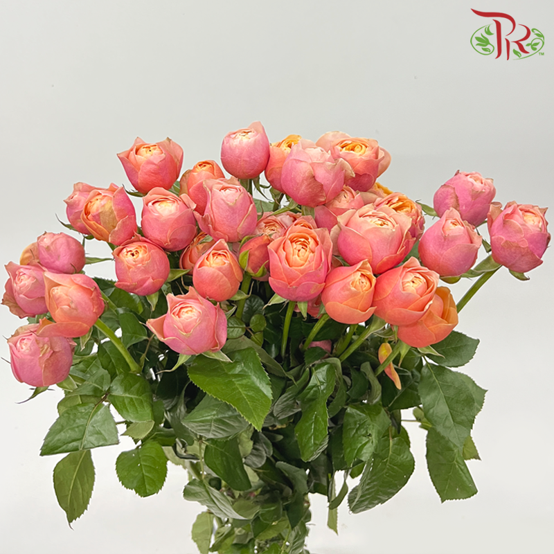 Rose Spray Butterfly - Two Tone Pink & Orange (10 Stems)-Two Tone Pink & Orange-China-prflorist.com.my