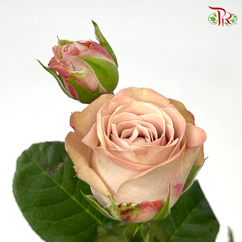 Rose Spray - Cappuccino (10 Stems) – Pudu Ria Florist