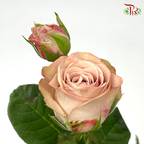 Rose Spray - Cappuccino (10 Stems)-Cappuccino-China-prflorist.com.my