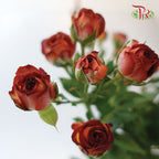 Rose Spray - Chocolate Bubble (10 Stems)-Brown-China-prflorist.com.my