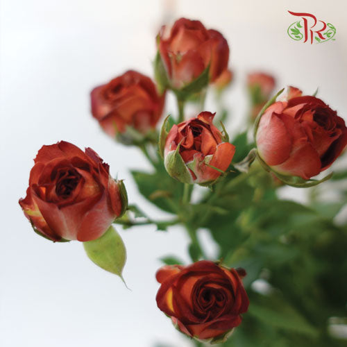 Rose Spray - Chocolate Bubble (10 Stems)-Brown-China-prflorist.com.my