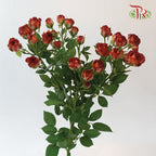 Rose Spray - Chocolate Bubble (10 Stems)-Brown-China-prflorist.com.my