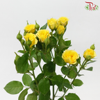 Rose Spray - Dream Bobbi (10 Stems)-Yellow-China-prflorist.com.my