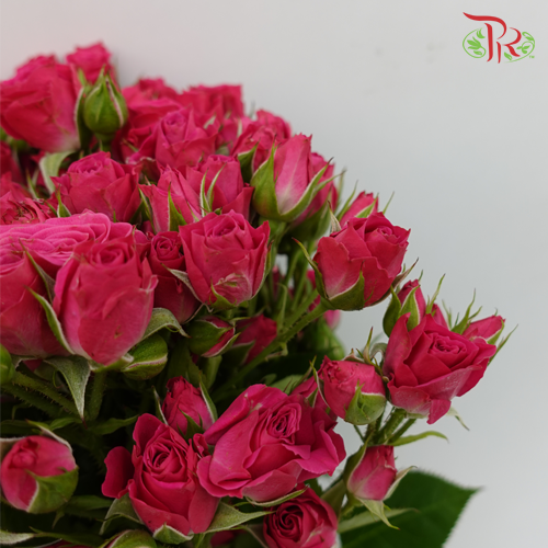 Rose Spray - Eileen (10 Stems)-Pink-Kenya-prflorist.com.my