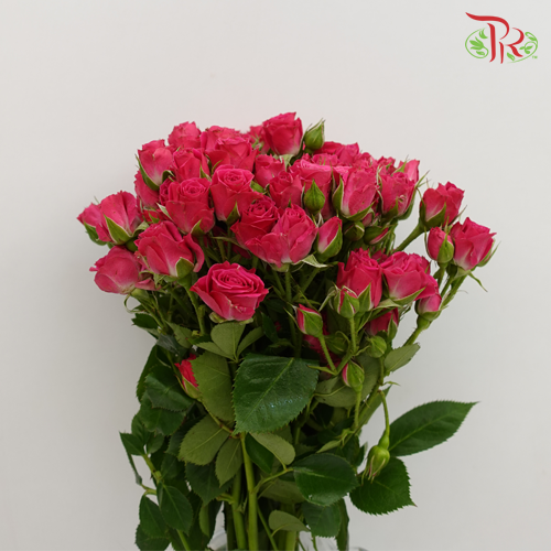 Rose Spray - Eileen (10 Stems)-Pink-Kenya-prflorist.com.my