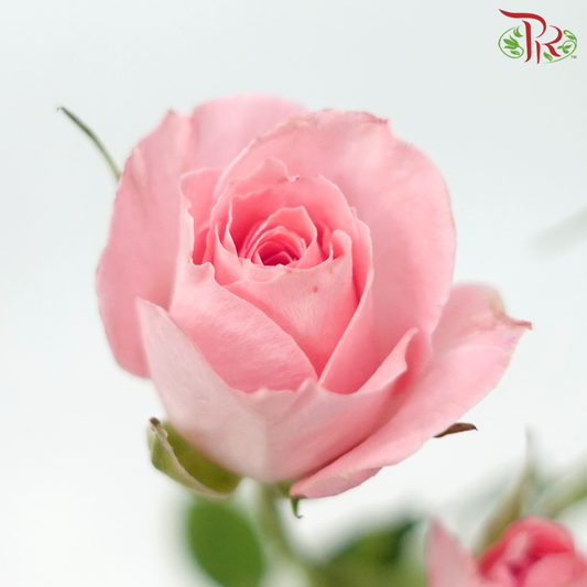 Rose Spray - Elegant Lover / Sweetheart (10 Stems)-Pink-China-prflorist.com.my