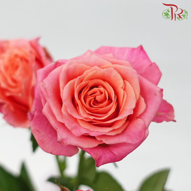 Rose Spray - Elisabeth of Bavaria (10 Stems)-Elisabeth of Bavaria-China-prflorist.com.my