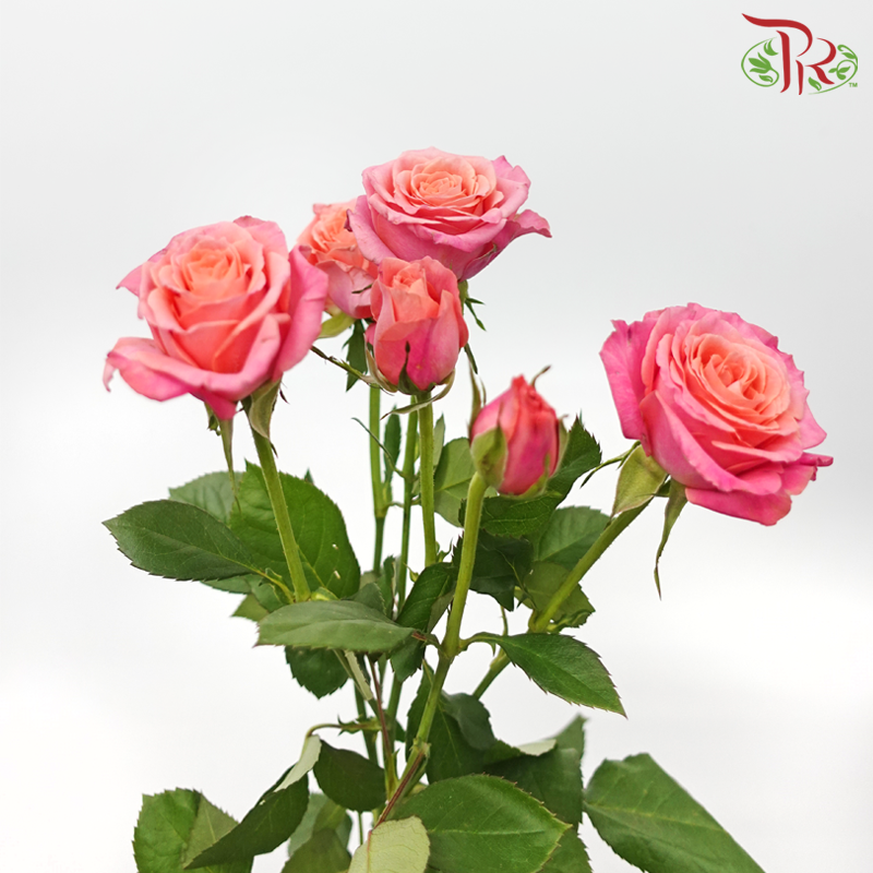 Rose Spray - Elisabeth of Bavaria (10 Stems)-Elisabeth of Bavaria-China-prflorist.com.my