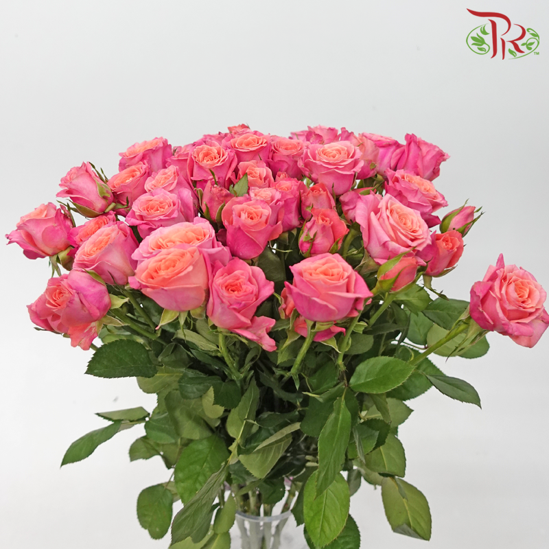 Rose Spray - Elisabeth of Bavaria (10 Stems)-Elisabeth of Bavaria-China-prflorist.com.my