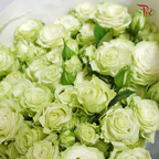Rose Spray - Green (10 Stems)-Green-China-prflorist.com.my